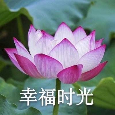 PG爱尔兰精灵视频截图4