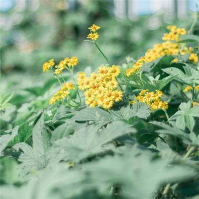 竞彩分析软件推荐 竞彩分析软件推荐