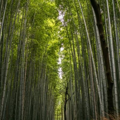 河南虞城：经连续7年在春节期间举办“饺子宴”爱心活动